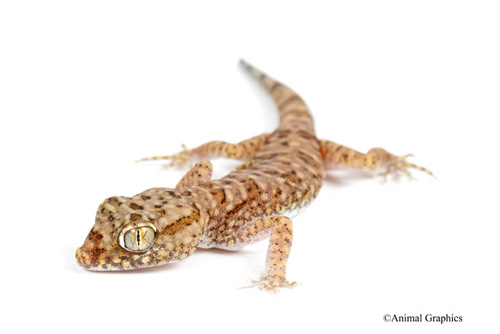 picture of Dwarf Fattail Gecko Sml                                                                              Phelsuma sp.