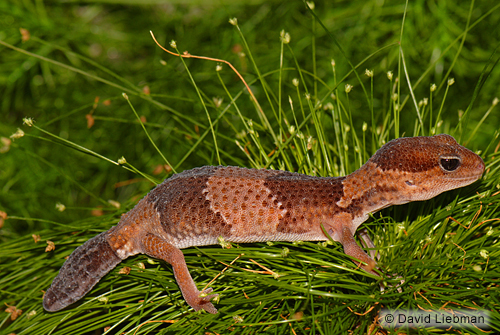 picture of South American Fattail Gecko Sml                                                                     Phelsuma sp.