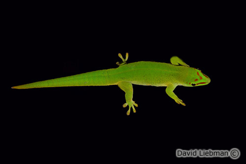 picture of Assorted Madagascar Day Geckos Sml                                                                   Phelsuma spp.