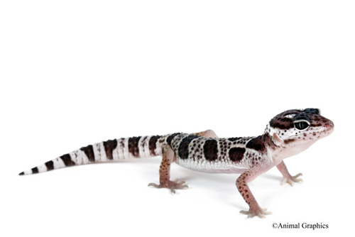 picture of Snow Leopard Gecko Sml                                                                               Eublepharis macluarius
