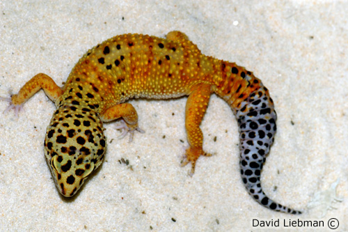 picture of Pakistani Leopard Gecko Lrg                                                                          Eublepharis macularius