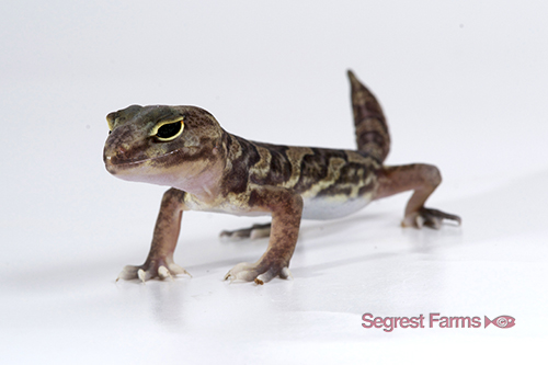 picture of Clawed Gecko Tanzania Sml                                                                            Holodactylus africanus
