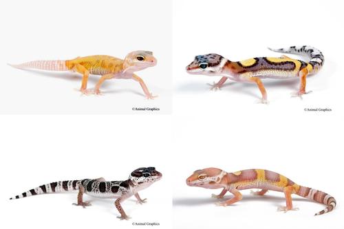 picture of Assorted Morph Leopard Gecko Sml                                                                     Eublepharis macularius