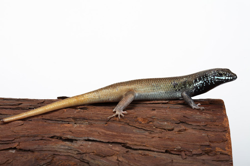 picture of African Black Throat Skink Med                                                                       Mabuya sp.