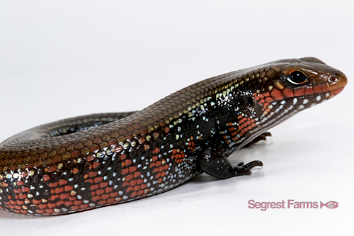 picture of African Fire Skink Med                                                                               Riopa fernandi