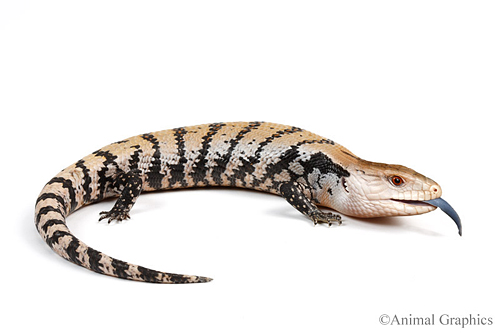 picture of Blue Tongue Skink Med                                                                                Tiliqua scincoides scincoides