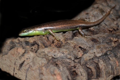 picture of Green Sided Skink Med                                                                                Dasia olivacea