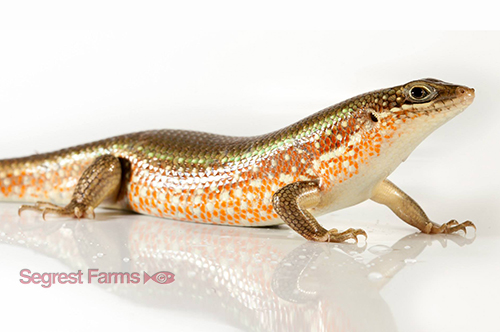 picture of African Red Sided Skink Med                                                                          Mabuya perrotetii