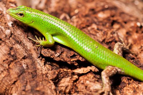 picture of Emerald Tree Skink Med                                                                               Lamprolepis smaragdinum