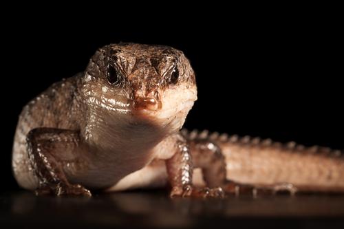 picture of Sulawesi Spiny Water Skink Med                                                                       Tropidophorus baconi