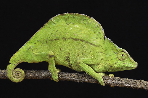 picture of Sailfin Chameleon Med                                                                                Chamaeleo cristatus