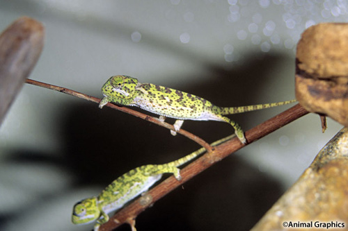 picture of Flap-Necked Chameleon Sml                                                                            Chamaeleo dilepis