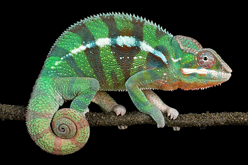 picture of Panther Chameleon Med                                                                                Chamaeleo pardalis