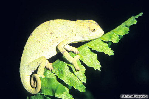 picture of Senegal Chameleon Sml                                                                                Chamaeleo senegalensis
