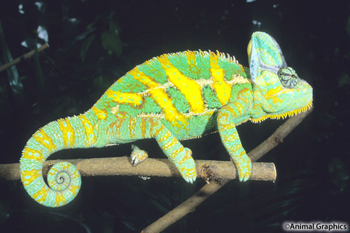 picture of Veiled Chameleon Lrg                                                                                 Chamaeleo calyptratus