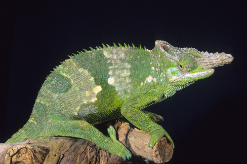 picture of Fischer Chameleon Med                                                                                Kinyongia fischeri