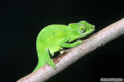 picture of Comoro Island Chameleon Sml                                                                          Furcifer cephalolepis