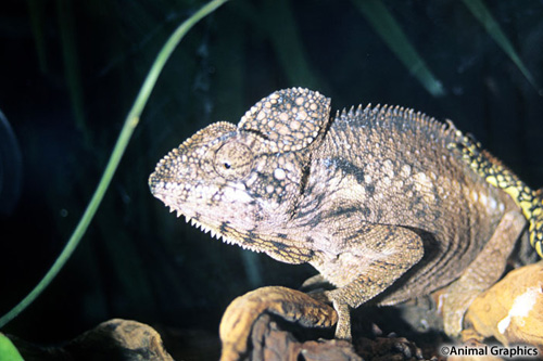 picture of High Casque Chameleon Sml                                                                            Trioceros hoehnelii