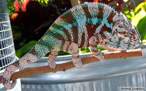 picture of Rainbow Panther Chameleon CBB Sml                                                                    Furcifer pardalis