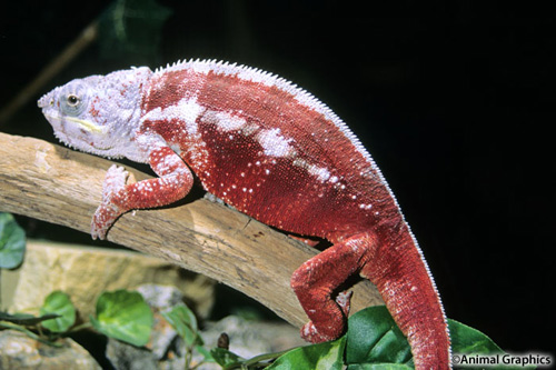 picture of Red Panther Chameleon CBB Sml                                                                        Furcifer pardalis