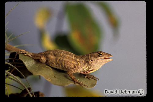 picture of Bahama Brown Anole Med                                                                               Anolis sagrei