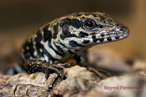 picture of Black & White Tegu Sml                                                                               Tupinambis teguixin