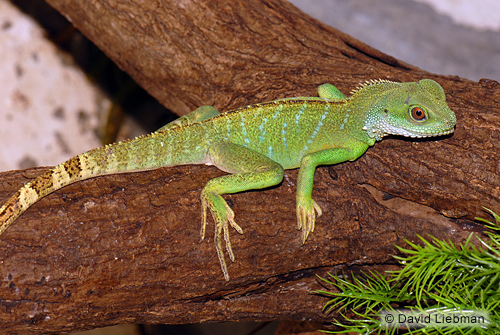 picture of Chinese Water Dragon Bby                                                                             Physignathus cocincinus