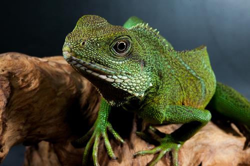 picture of Chinese Water Dragon Sml                                                                             Physignathus cocincinus