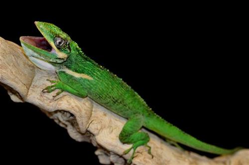 picture of Cuban Knight Anole Med                                                                               Anolis equestris