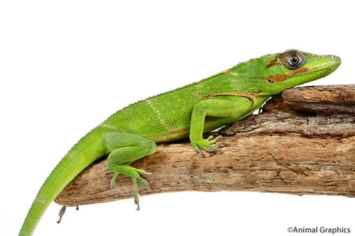 picture of Cuban Knight Anole Lrg                                                                               Anolis equestris