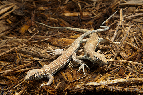 picture of Fringe Toed Leopard Lizard Med                                                                       Acanthodactylus pardalis