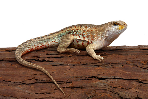 picture of Haitian Curly Tail Lizard Med                                                                        Leiocephalus schreibersi