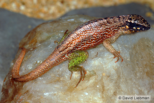 picture of Jewelled Curly Tail Lizard Med                                                                       Leiocephalus personatus