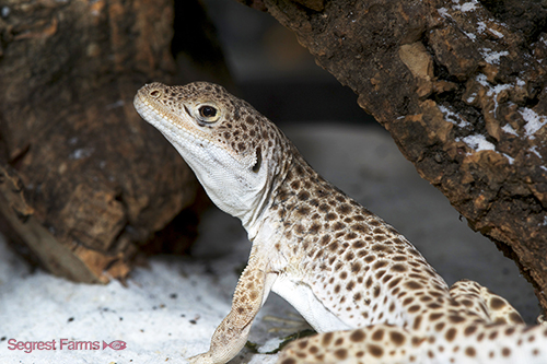 picture of Leopard Lizard Med                                                                                   Gambelia wislizenii