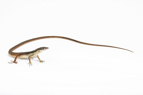picture of Long-Tailed Grass Lizard Sml                                                                         Takydromus sexlineatus