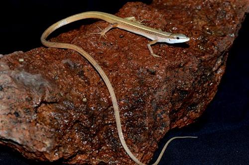 picture of Long-Tailed Grass Lizard Med                                                                         Takydromus sexlineatus