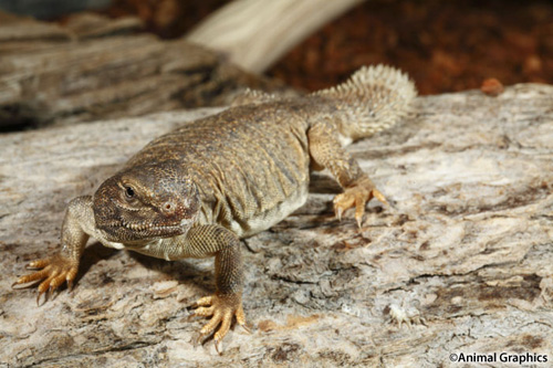 picture of Mali Uromastyx Med                                                                                   Uromastyx maliensis