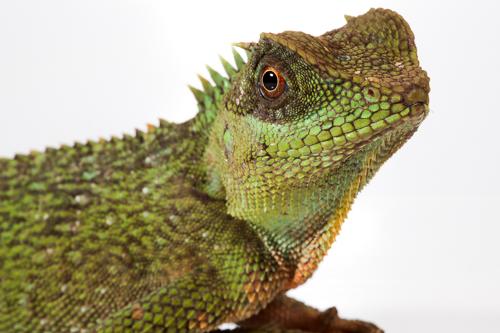 picture of Mountain Horned Dragon Med                                                                           Acanthosaura crucigera
