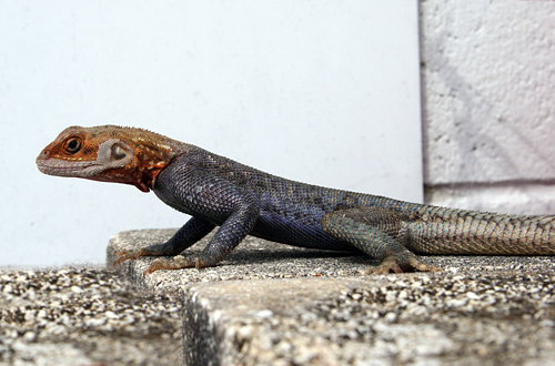 picture of Red Headed Agama Med                                                                                 Agama agama