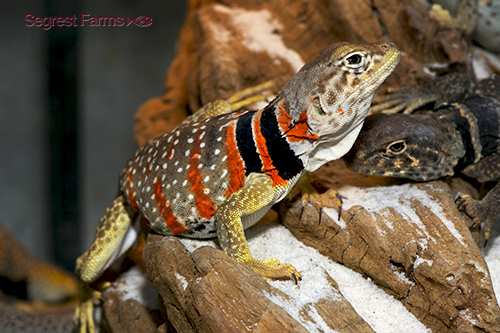 picture of Western Collared Lizard Med                                                                          Crotaphytus collaris