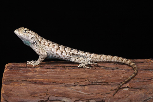 picture of Western Fence Lizard Med                                                                             Sceloporus occidentalis