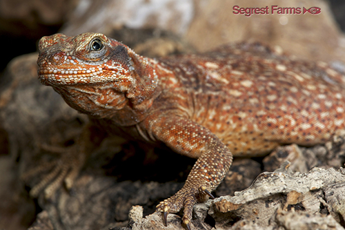 picture of Western Chuckwalla Lizard Sml                                                                        Sauromalus ater