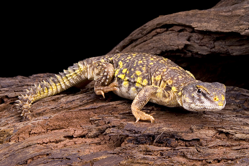 picture of Yellow Uromastyx Lizard Sml                                                                          Uromastyx acanthinurus