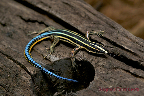 picture of Neon Bluetail Tree Lizard Sml                                                                        Holaspis guentheri