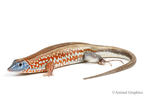 picture of Madagascar Jewel Lizard Sml                                                                          Tracheloptychus petersi