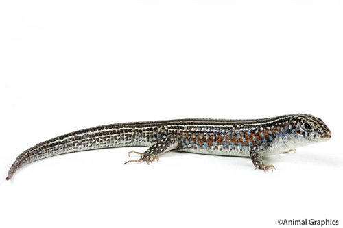 picture of Ornate Plated Lizard Sml                                                                             Zonosaurus ornatus