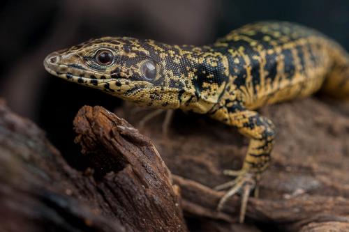 picture of Gold Tegu Sml                                                                                        Tupinambis teguixin