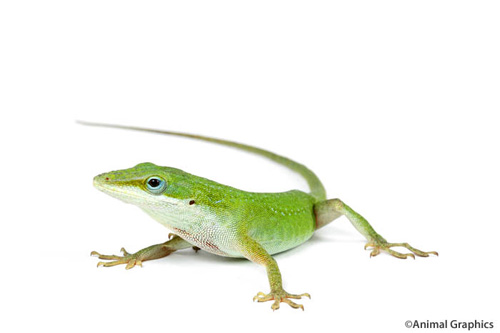 picture of Green Anole Sml                                                                                      Anolis carolinensis