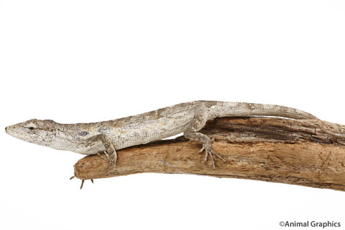 picture of Lowlands Polychrus Anole Sml                                                                         Polychrus acutirostris