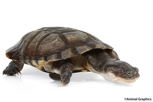 picture of African Sideneck Turtle 4-6